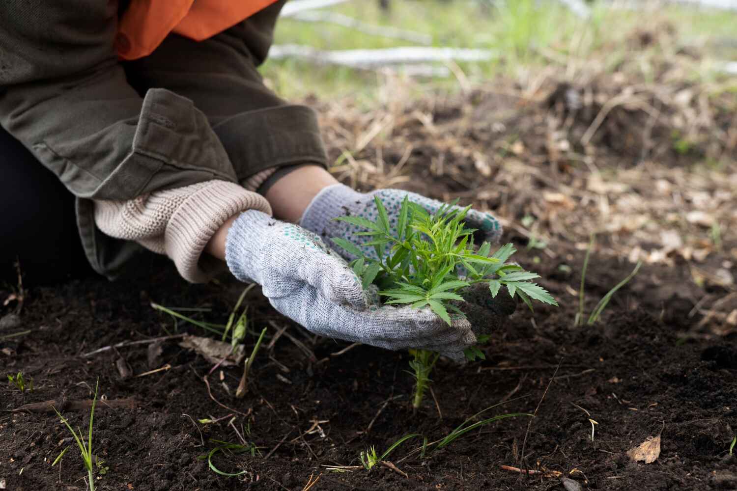 Reliable Helena, AL Tree Service Solutions